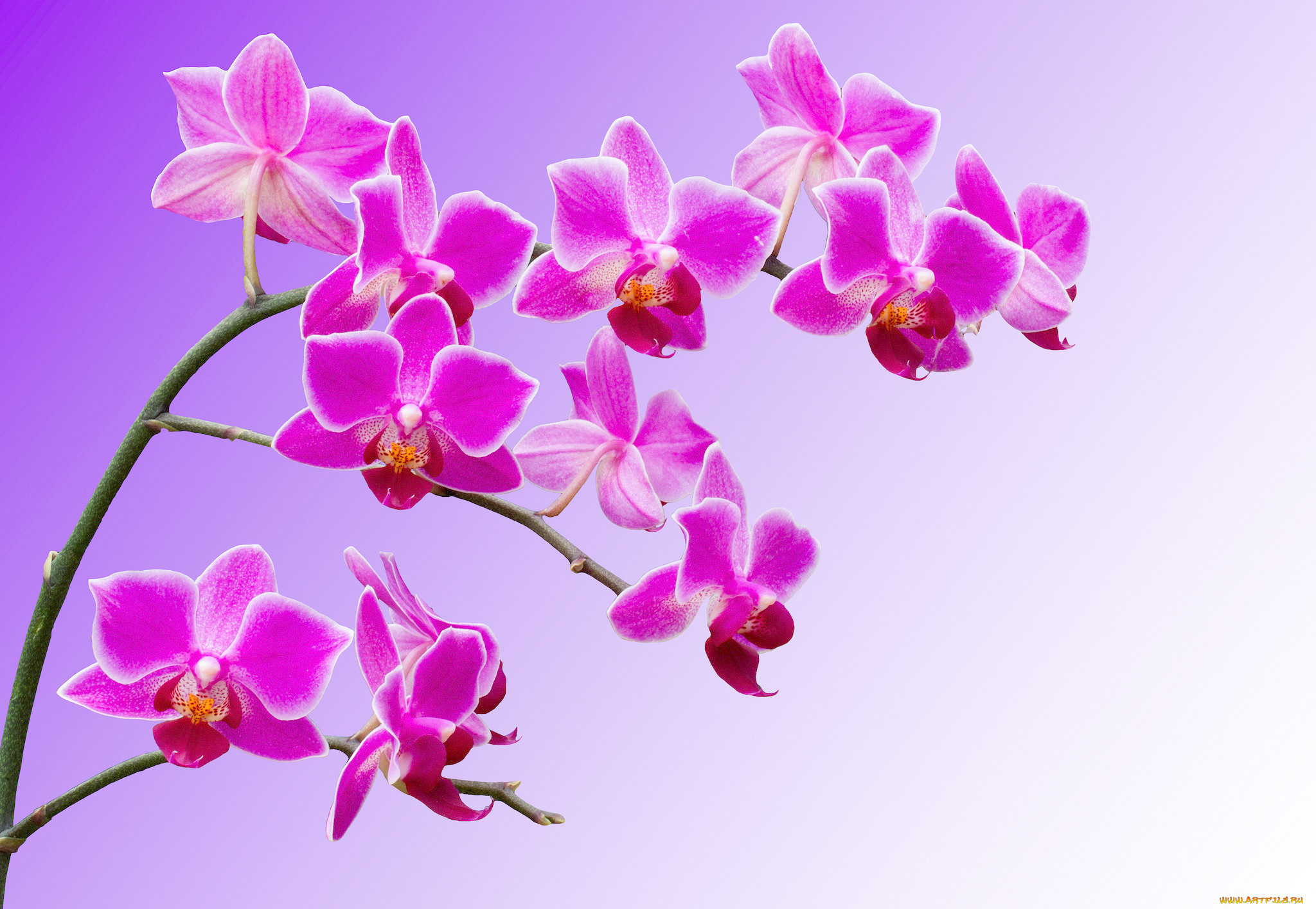 Картинки Орхидеи